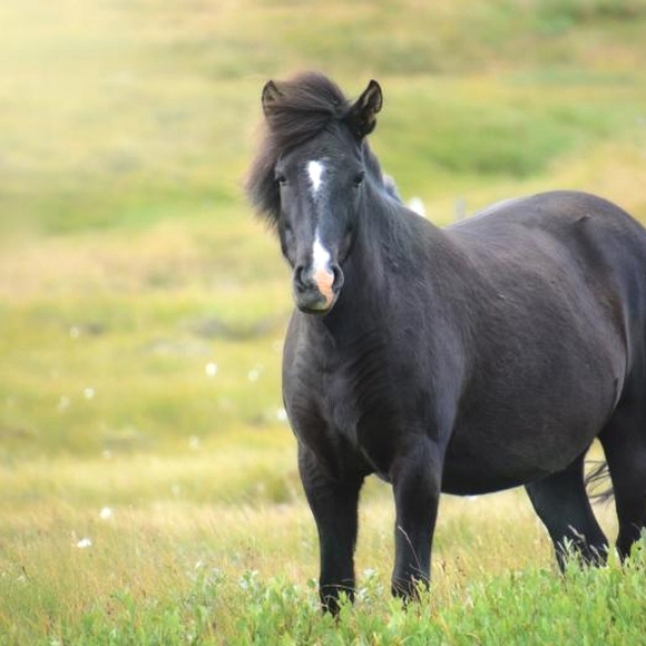 Meet Your Posher, Grace R 🌺 - Picture 2 of 8